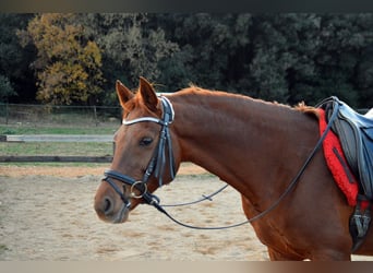 Vollblutaraber, Wallach, 10 Jahre, 153 cm, Fuchs