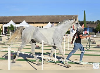 Vollblutaraber, Wallach, 10 Jahre, 153 cm, Schimmel
