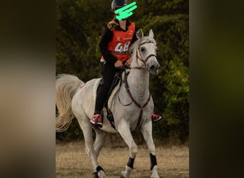 Vollblutaraber, Wallach, 10 Jahre, 153 cm, Schimmel