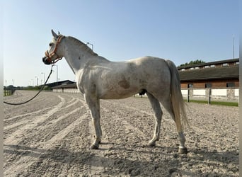 Vollblutaraber, Wallach, 10 Jahre, 153 cm, Schimmel
