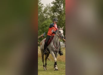 Vollblutaraber, Wallach, 10 Jahre, 153 cm, Schimmel