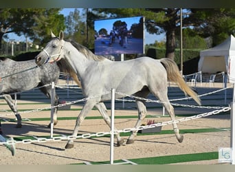 Vollblutaraber, Wallach, 10 Jahre, 153 cm, Schimmel