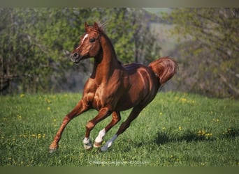 Vollblutaraber, Wallach, 10 Jahre, 154 cm, Dunkelfuchs