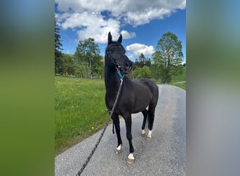 Vollblutaraber, Wallach, 10 Jahre, 155 cm, Rappe