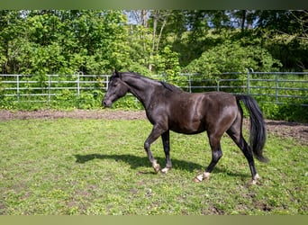 Vollblutaraber, Wallach, 10 Jahre, 155 cm, Rappe