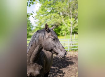 Vollblutaraber, Wallach, 10 Jahre, 155 cm, Rappe