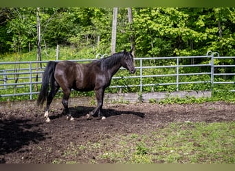 Vollblutaraber, Wallach, 10 Jahre, 155 cm, Rappe