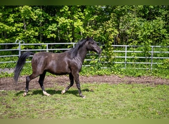Vollblutaraber, Wallach, 10 Jahre, 155 cm, Rappe