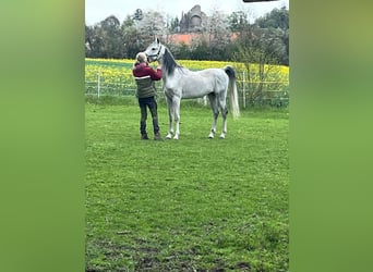 Vollblutaraber, Wallach, 10 Jahre, 155 cm, Rappschimmel