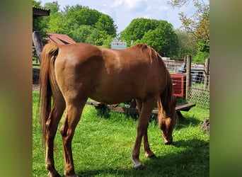 Vollblutaraber, Wallach, 10 Jahre, 157 cm, Fuchs