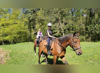 Vollblutaraber Mix, Wallach, 10 Jahre, 160 cm, Hellbrauner