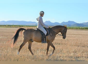 Vollblutaraber, Wallach, 11 Jahre, 145 cm, Dunkelfuchs