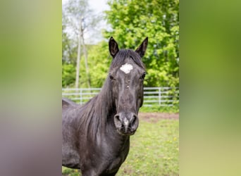 Vollblutaraber, Wallach, 11 Jahre, 145 cm, Rappe