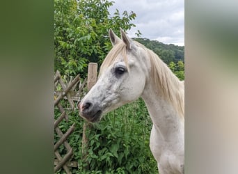 Vollblutaraber, Wallach, 11 Jahre, 151 cm, Fliegenschimmel