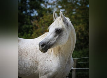 Vollblutaraber, Wallach, 11 Jahre, 154 cm, Fliegenschimmel
