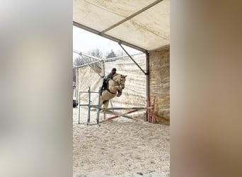 Vollblutaraber, Wallach, 11 Jahre, 155 cm, Schimmel