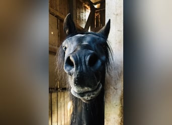Vollblutaraber, Wallach, 12 Jahre, 148 cm, Rappe