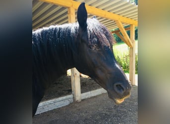 Vollblutaraber, Wallach, 12 Jahre, 148 cm, Rappe