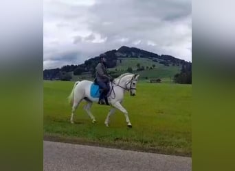 Vollblutaraber Mix, Wallach, 12 Jahre, 150 cm, Schimmel