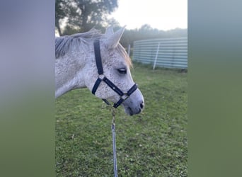 Vollblutaraber, Wallach, 12 Jahre, 158 cm, Fliegenschimmel