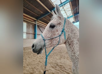 Vollblutaraber, Wallach, 12 Jahre, 160 cm, Fliegenschimmel