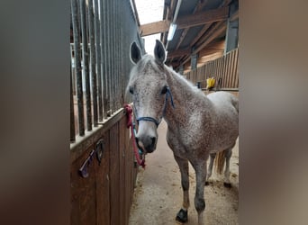 Vollblutaraber, Wallach, 12 Jahre, 160 cm, Fliegenschimmel