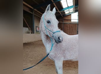 Vollblutaraber, Wallach, 12 Jahre, 160 cm, Fliegenschimmel