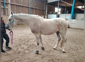 Vollblutaraber, Wallach, 12 Jahre, 160 cm, Fliegenschimmel