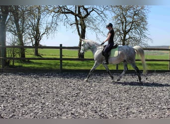 Vollblutaraber, Wallach, 12 Jahre, 160 cm, Schimmel