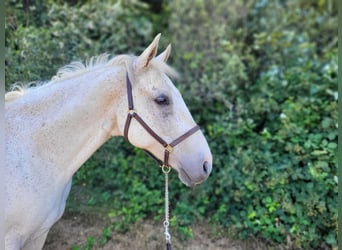 Vollblutaraber Mix, Wallach, 12 Jahre, 163 cm, White