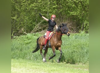 Vollblutaraber, Wallach, 13 Jahre, 152 cm, Brauner