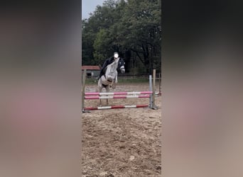 Vollblutaraber, Wallach, 13 Jahre, 155 cm, Fliegenschimmel