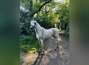 Vollblutaraber, Wallach, 13 Jahre, 155 cm, Fliegenschimmel