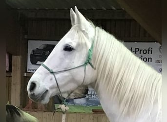 Vollblutaraber, Wallach, 13 Jahre, 155 cm, Schimmel