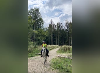 Vollblutaraber, Wallach, 13 Jahre, 155 cm, Schimmel