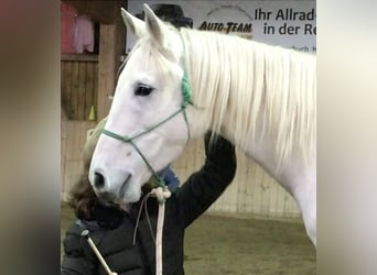 Vollblutaraber, Wallach, 13 Jahre, 155 cm, Schimmel