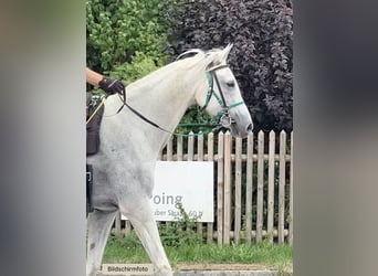 Vollblutaraber, Wallach, 13 Jahre, 155 cm, Schimmel