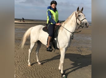 Vollblutaraber, Wallach, 13 Jahre, 155 cm, Schimmel