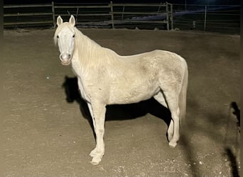 Vollblutaraber, Wallach, 13 Jahre, 155 cm, Schimmel