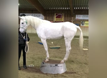 Vollblutaraber, Wallach, 13 Jahre, 155 cm, Schimmel