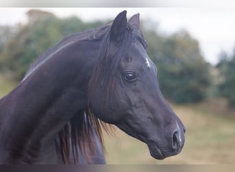 Vollblutaraber, Wallach, 13 Jahre, 158 cm, Rappe