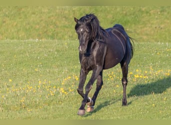 Vollblutaraber, Wallach, 13 Jahre, 158 cm, Rappe