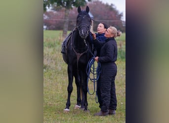 Vollblutaraber, Wallach, 13 Jahre, 158 cm, Rappe