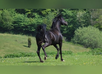 Vollblutaraber, Wallach, 13 Jahre, 158 cm, Rappe