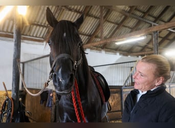 Vollblutaraber, Wallach, 13 Jahre, 158 cm, Rappe