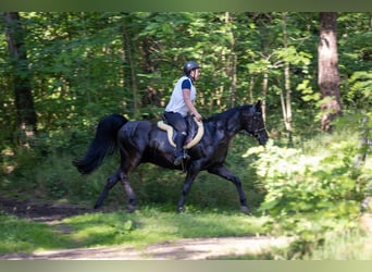 Vollblutaraber, Wallach, 14 Jahre, 151 cm, Rappe