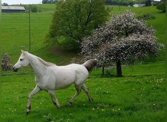 Vollblutaraber, Wallach, 14 Jahre, 153 cm, Schimmel