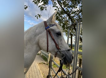 Vollblutaraber, Wallach, 14 Jahre, 155 cm, Schimmel