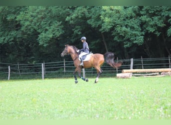 Vollblutaraber, Wallach, 14 Jahre, 167 cm, Brauner