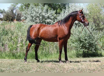 Vollblutaraber, Wallach, 15 Jahre, 152 cm, Rotbrauner